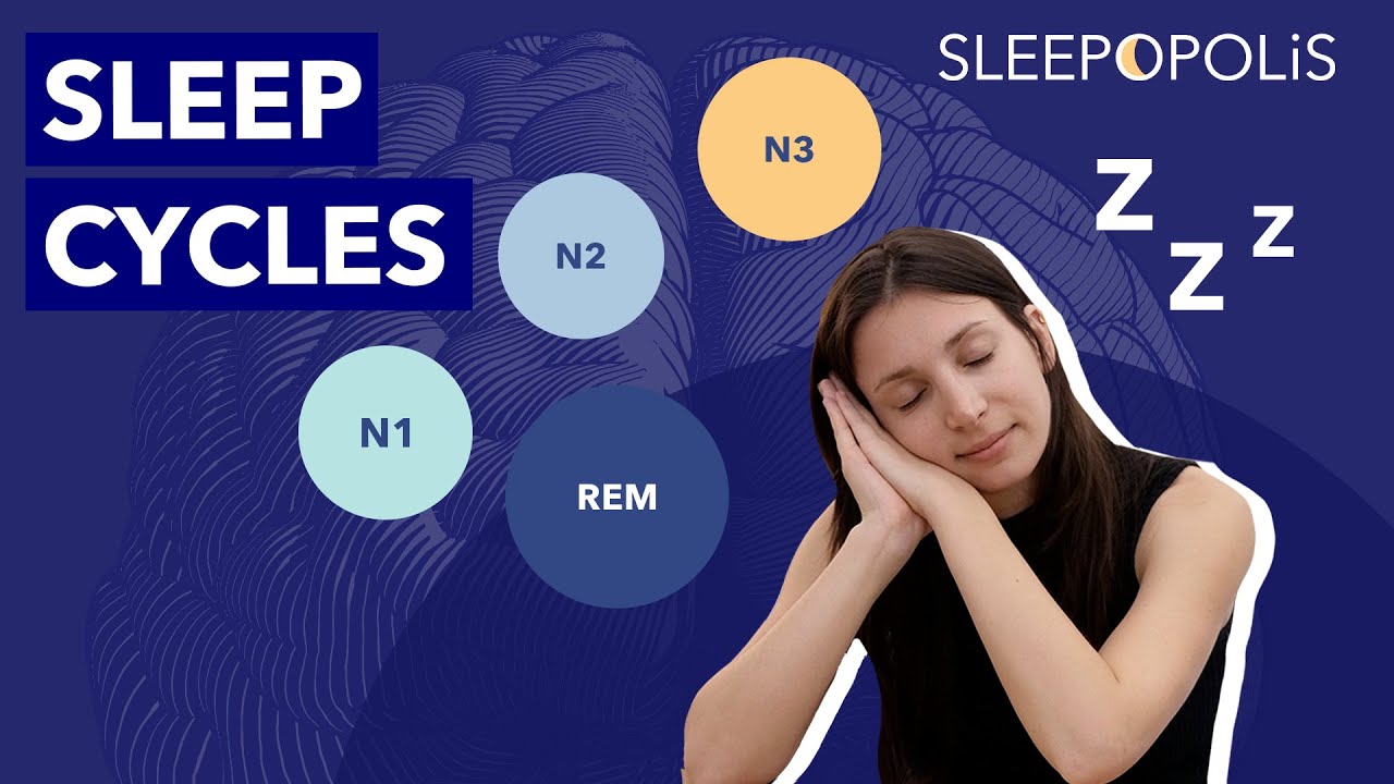 The Sleep Cycle: How It Works And Explaining The 4 Stages of Sleep!