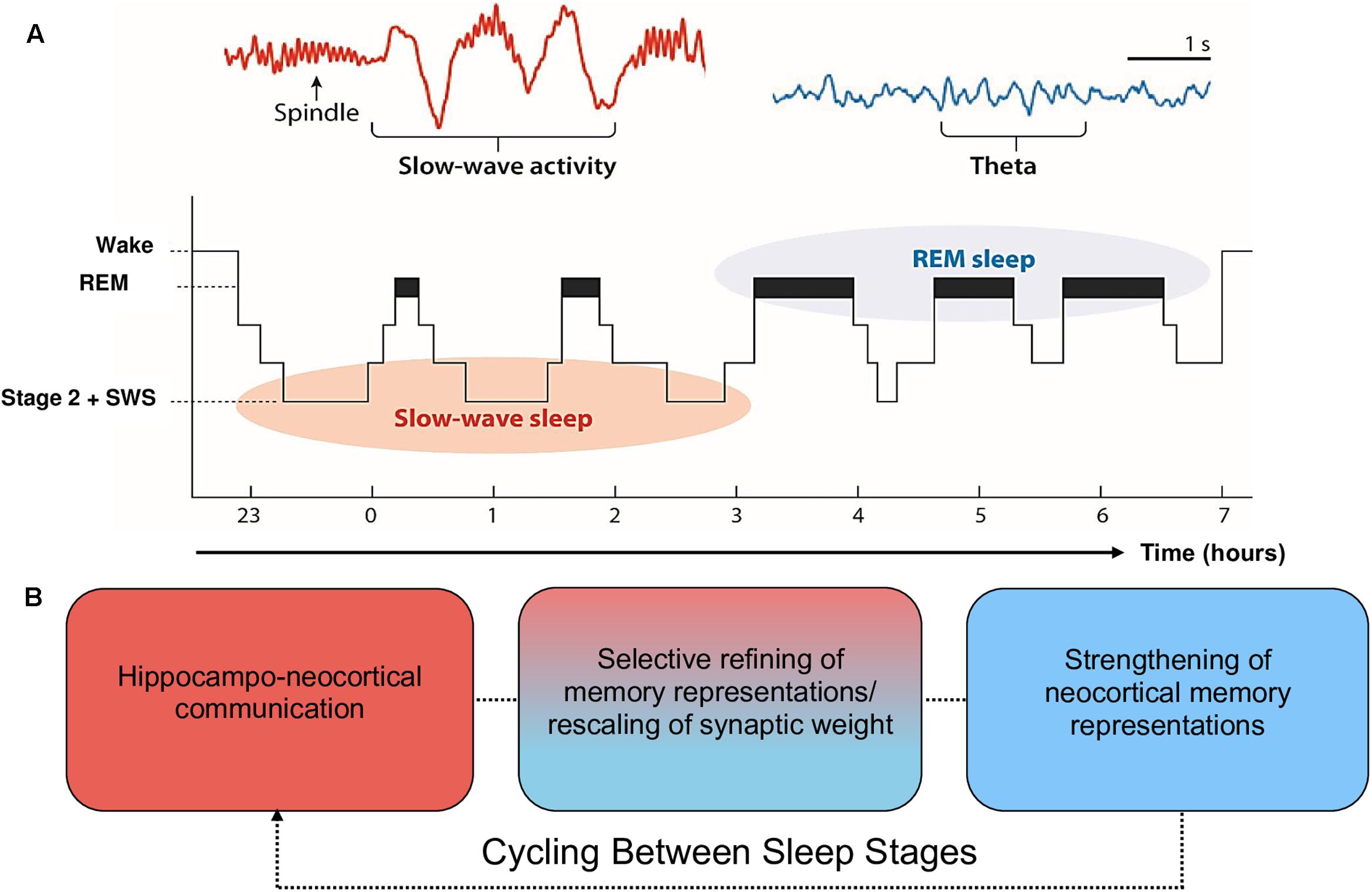 Does light sleep contribute to memory consolidation and learning?