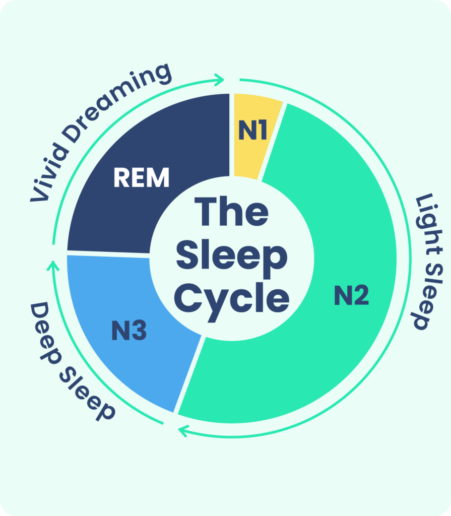 How much of our sleep cycle is spent in light sleep?